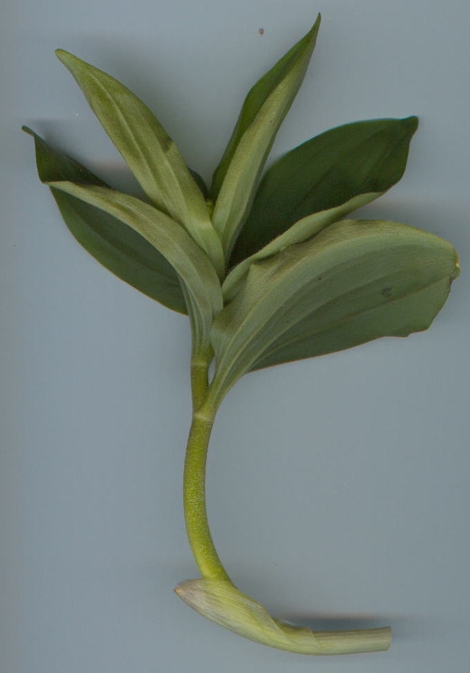 tJAYLi
